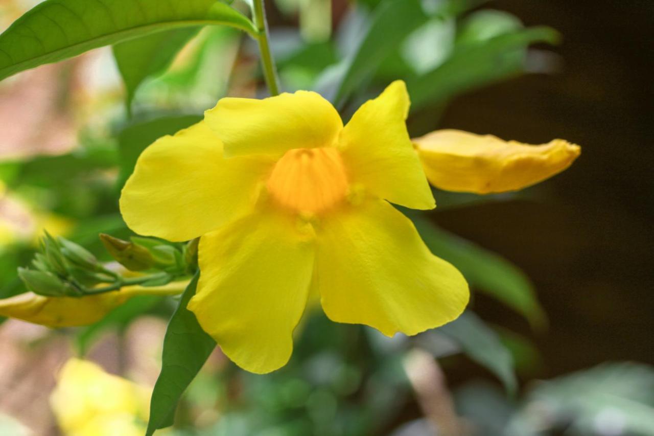 Samana EcolodgeEl Limon エクステリア 写真