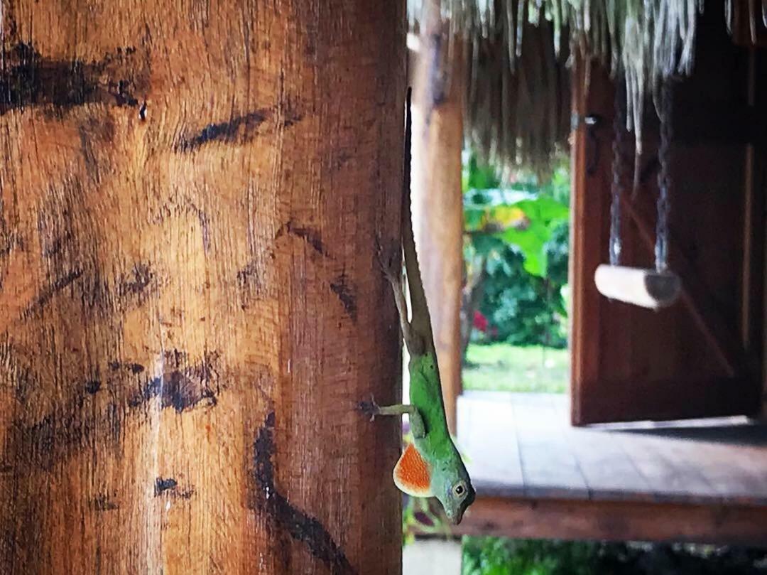 Samana EcolodgeEl Limon エクステリア 写真